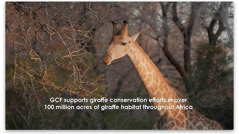 The Longest Wild Giraffe Translocation Ever undertaken by road. Majete WR, Malawi - October 2021