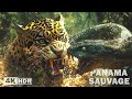 PANAMA SAUVAGE La Lutte Pour Survivre Entre Deux Océans DOCUMENTAIRE ANIMALIER 