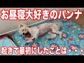 犬のパンナがお昼寝の後最初にしたことは・・・