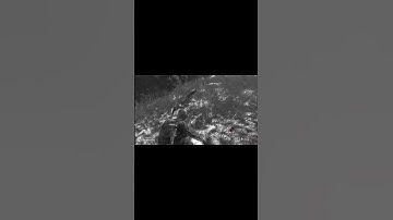 WHEN YOU FORGET TO RELOAD YOUR MAGS | DAYZ