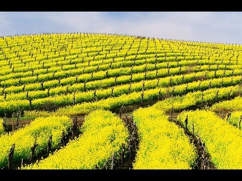 После горчицы земля на участке похожа на пух, и вот почему!