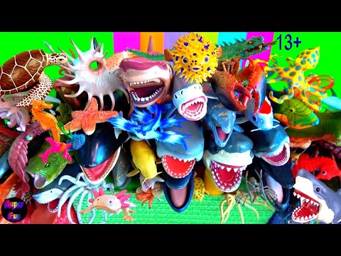 Sea Animals - Sharks, Whales, Fish, Turtles, Shellfish, Cephalopods, Crustaceans, Rays 13+