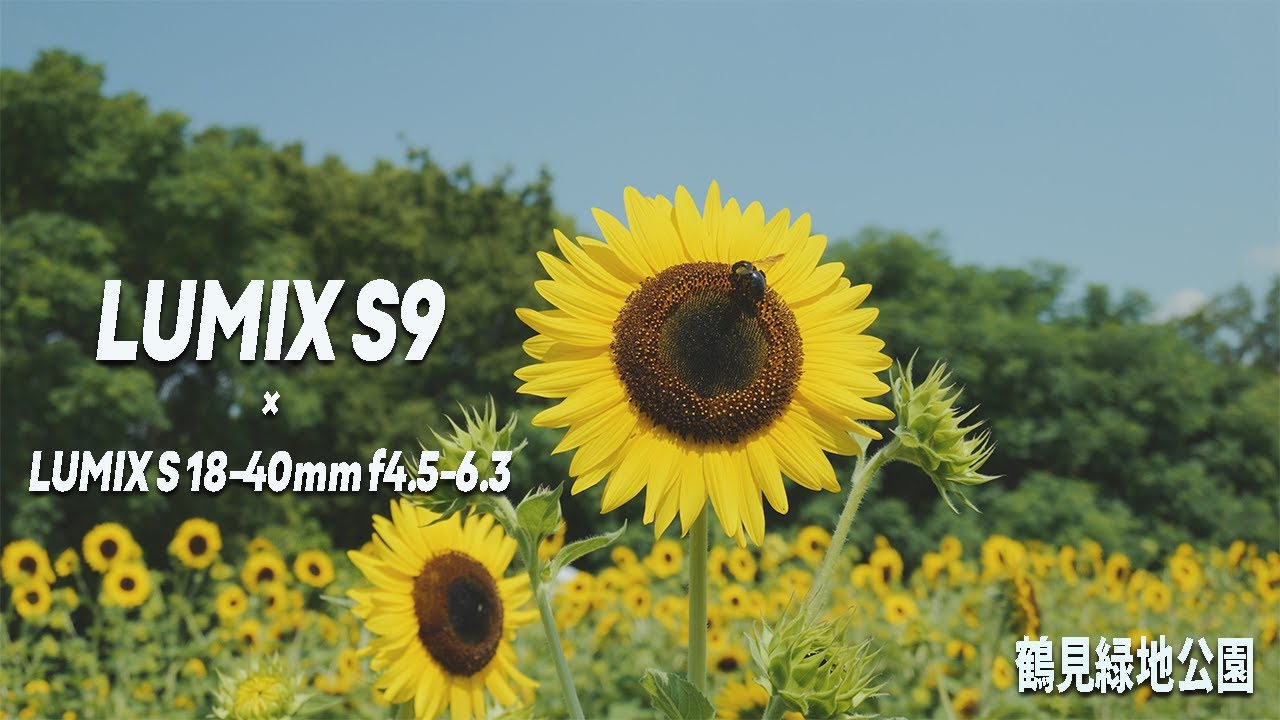 鶴見緑地公園 | 風車の丘ひまわり🌻 | LUMIX S9 | LUMIX S 18-40mm f4.5-6.3 | DJI RS3 | ジンバル撮影 |