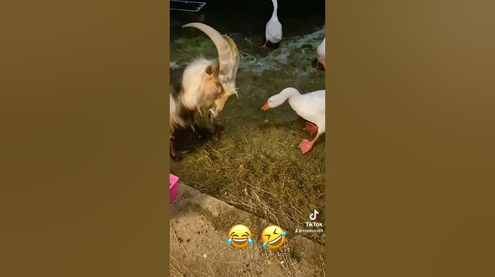 Goat has no time for goose. 🤣🤣🤣