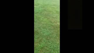 Dog Kills Mouse In Seconds