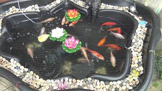 AJR Rescue fish