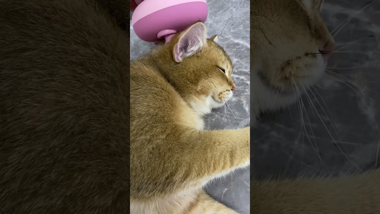 Cute Abyssinian Cat Electric Head Massage | head massage for cats