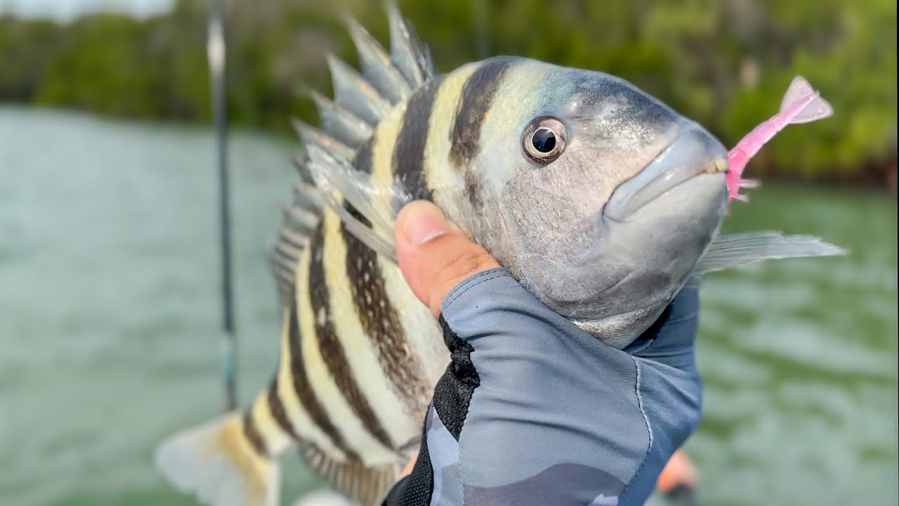 It’s a Fisherman’s Paradise Here - Shell Key, FL - Thanks for 1000 subs!
