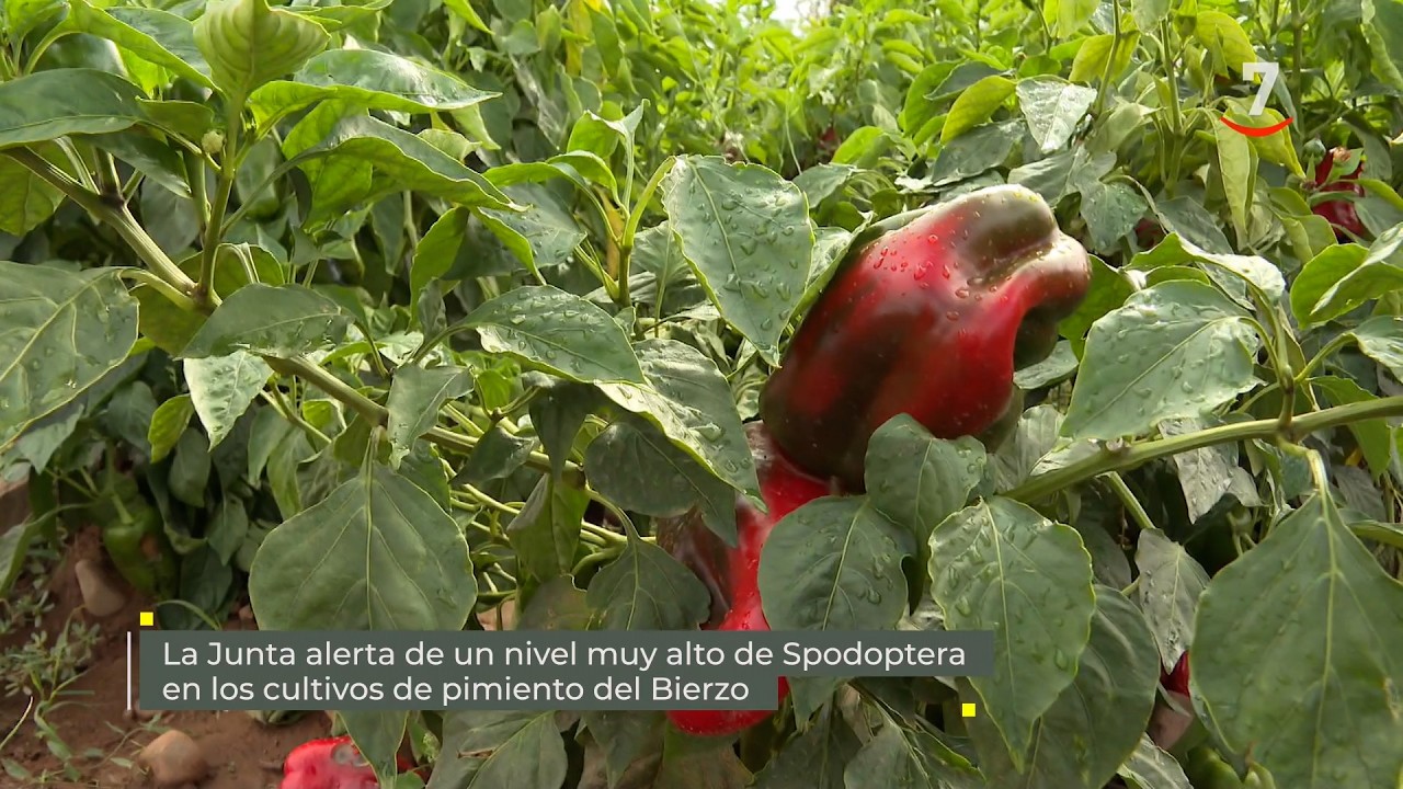 Flash El campo al día: Nivel muy alto de spodoptera en cultivos de pimiento de El Bierzo