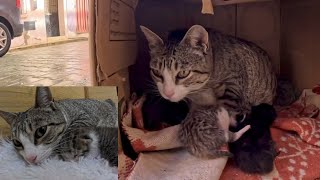 Mama cat lost one of her kittens 3 days after rescuing her.