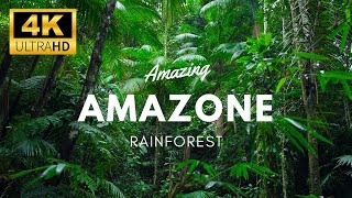 Amazon 4k - The World’s Largest Tropical Rainforest | Relaxation Vdeo with Calming Music - LIVE