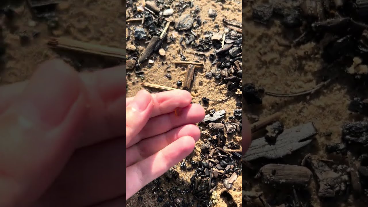 Radiant Baltic Amber: Embarking on a Nature's Gift Expedition 