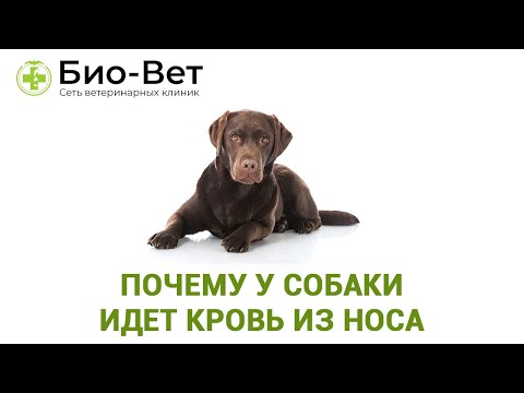 Видео: Паразитарная инфекция крови (гемобартонеллез) у собак