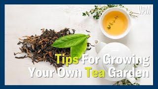 Tips to Grow your own SpecialTea Garden