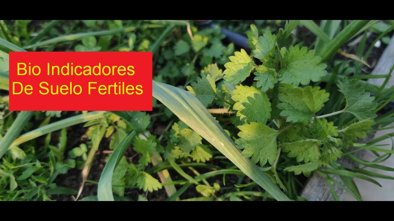 COBERTURA VIVA EN LOS SUELOS, ORTIGA, VERDOLAGA, TREBOL Y OTRAS