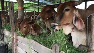 cows eating grass |ASMR| animal farm| eating show|