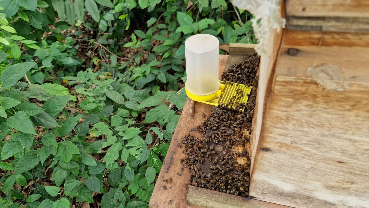 Beehive Flow Hive Auto Frame Beekeeping Honey Bee