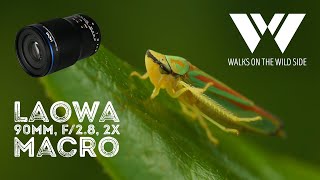 Review of the Laowa 90mm f/2.8 2x ultra macro lens