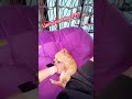 Смесь Shorts Shortvideo Viralvideo Funny Reels рек юмор Youtube Comedy Memes Dog мем Смесь Shorts Shortvideo Viralvideo Funny Reels рек юмор Youtube Comedy Memes Dog мем