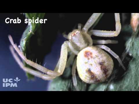 Common garden spiders - UC IPM