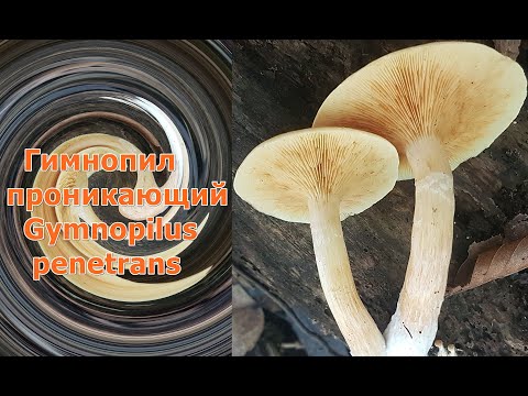 Гимнопил проникающий Gymnopilus penetrans Описание Токсичность Видео определитель