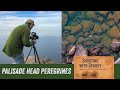 Palisade Head Peregrine Falcon Watch May 1: Wildlife Photography