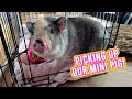 Bringing Our Baby &quot;Mini Pig&quot;  Home! 🐽 | KristenLeannimal