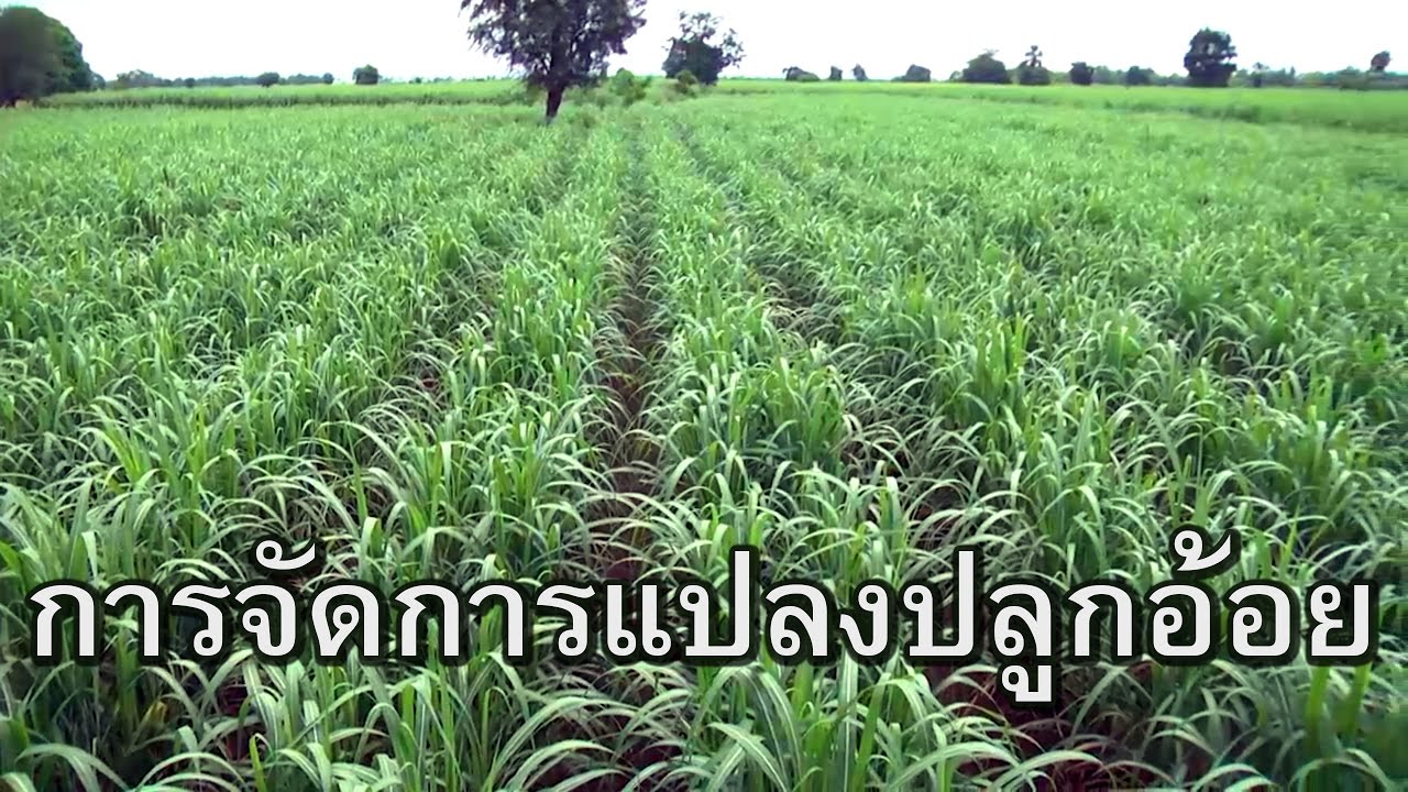 การจัดการแปลงปลูกอ้อย