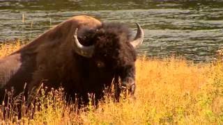 Yellowstone: The First National Park by Jeff Blyth 1,039 views 7 years ago 12 minutes, 35 seconds