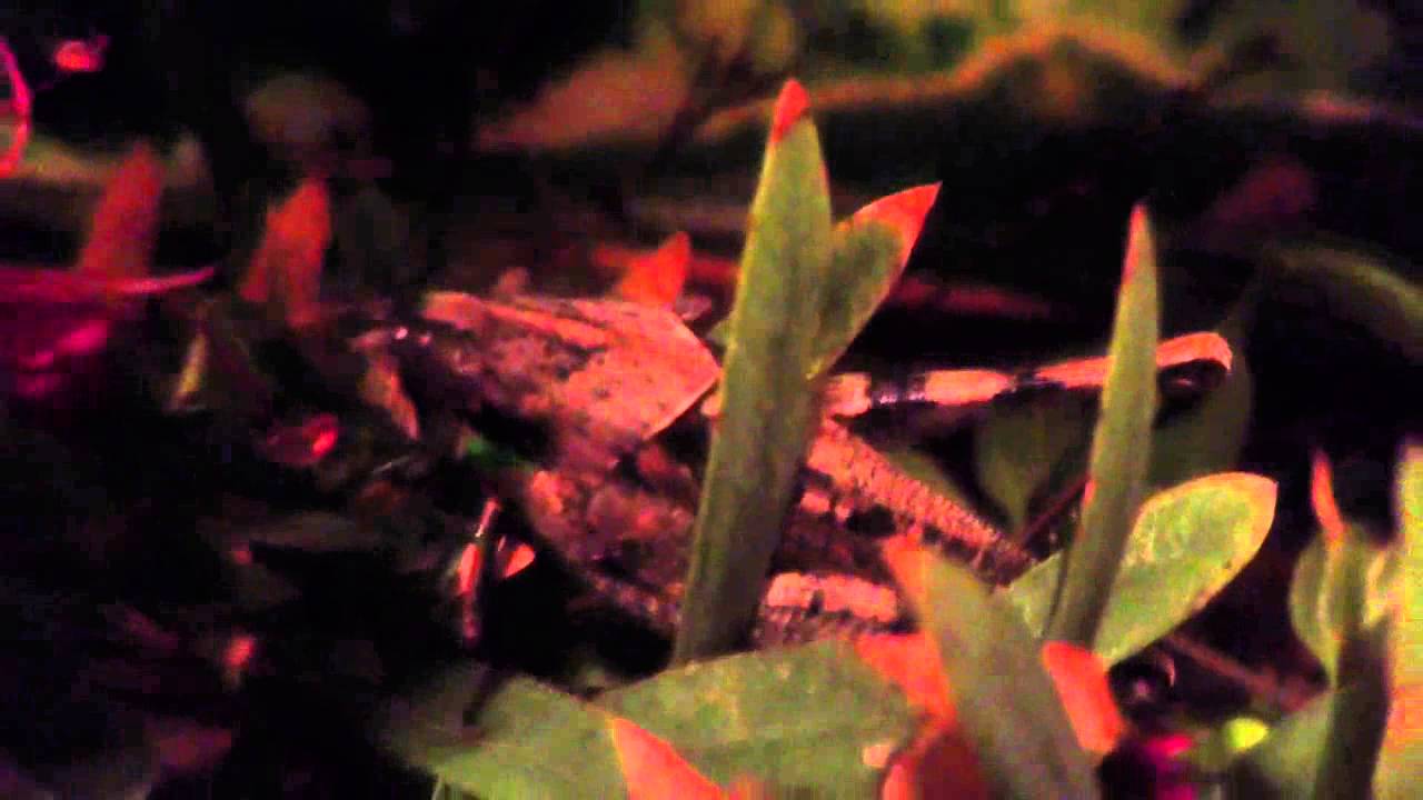 Grey Bird Desert Grasshopper