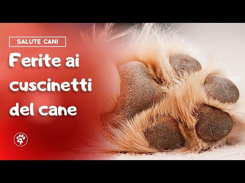 Video: Come introdurre un cucciolo femminile in un cane maschio adulto