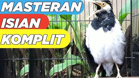 Masteran KOMPLIT jalak suren full isian untuk semua jenis burung jalak