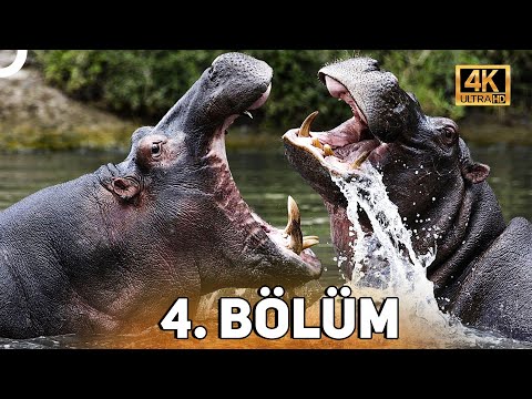 VAHŞİ SERÜVEN 4. BÖLÜM | 4K HAYVAN BELGESELİ