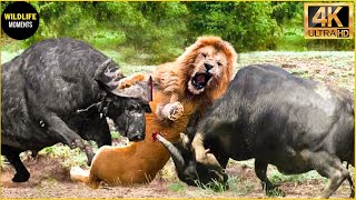 30 Moments The Lion King Didn't Know That The Buffalo Was A Fighter | Animal Fight