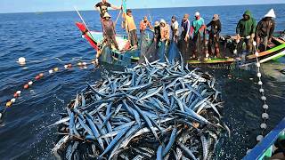 Giant Needlefish Harvest Using Traditional Nets – Incredible Catch!