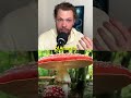 Is Amanita a Psychedelic?