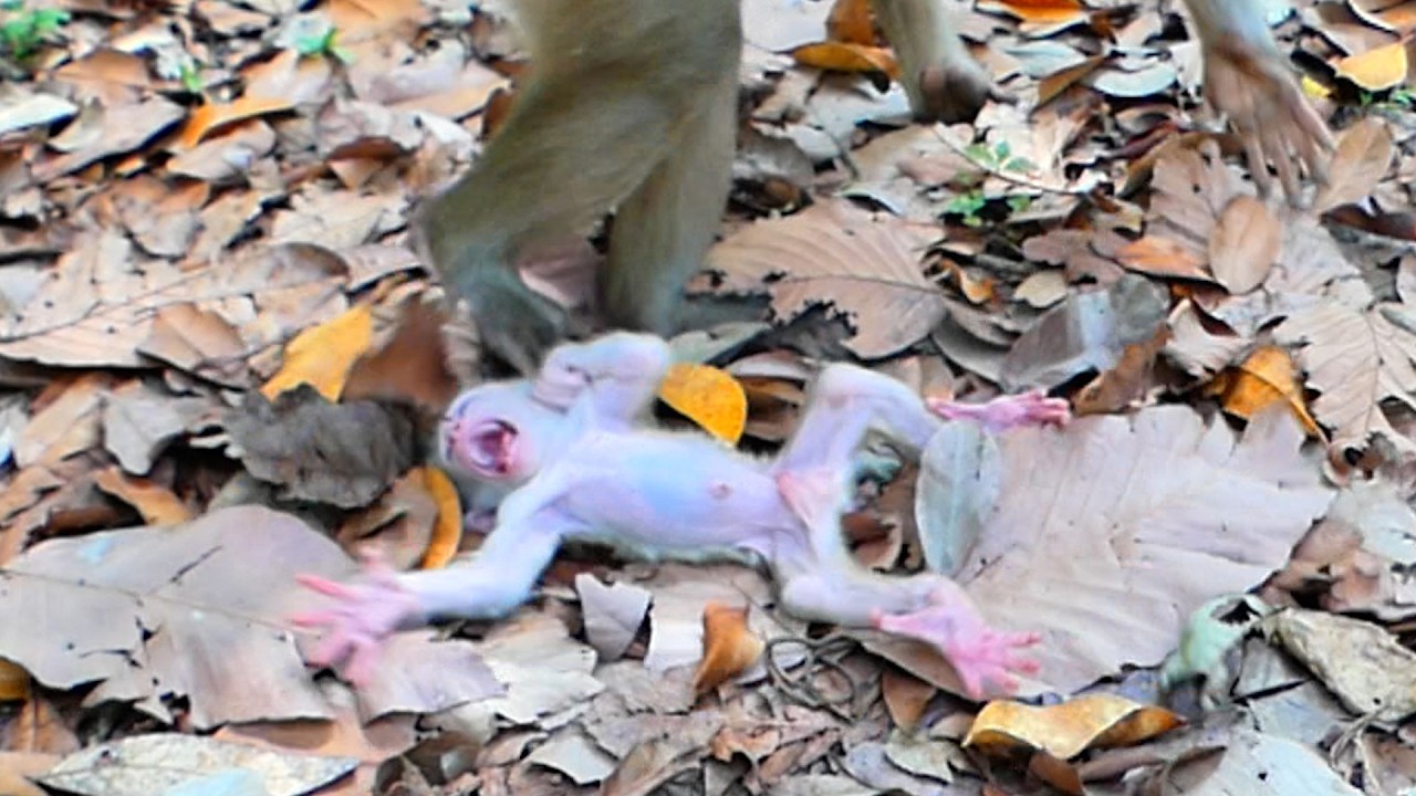 Just have age 4 days old of Newborn Levi . Mom Libby teach Him to stay Independ and alone  . !