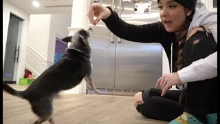 Can Marbles Stand On His Hind Legs? by JennaMarbles 4,706,088 views 4 years ago 17 minutes