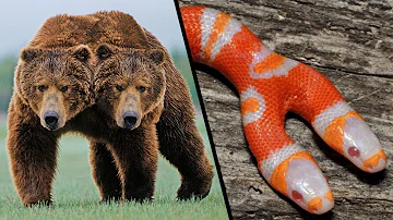 STRANGEST Two-Headed Animals