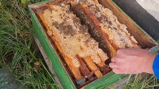 Подготовка пчёл к зиме | пчеловодство в Германии.