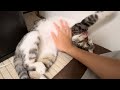 頭を撫でるが、途中からしつこ過ぎて嫌がられる