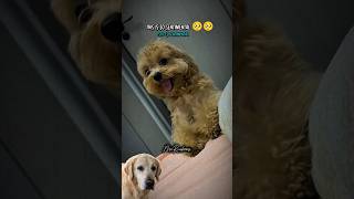 Happy Puppy Because He Loves Life