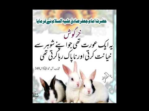 Rabbit's reality | Islamic information of Rabbit | knowledge