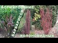 Формирование колоновидных барбарисов в течение сезона.