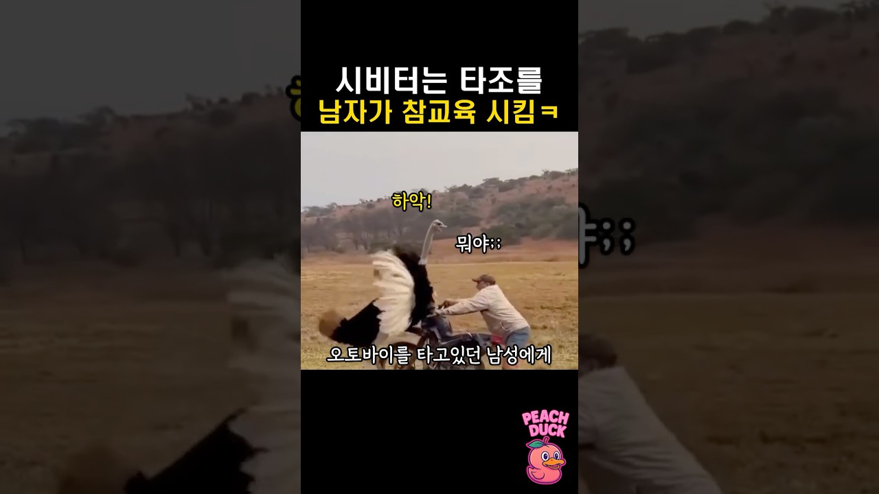 시비터는 타조를 남자가 참교육 시킴ㅋ