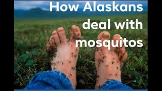 How Alaskan's deal with Mosquito's