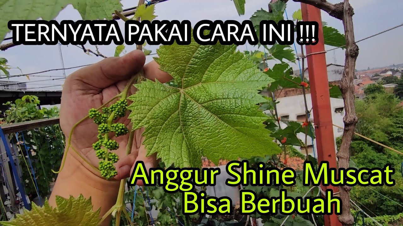 Anggur Shine Muscat Bisa Berbuah Pakai Cara Ini