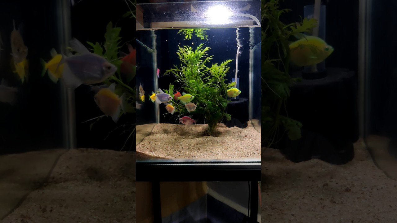 colour widow fish male andglow tetra fish aquarium😍colour widow fishcolour widow fish tank setup