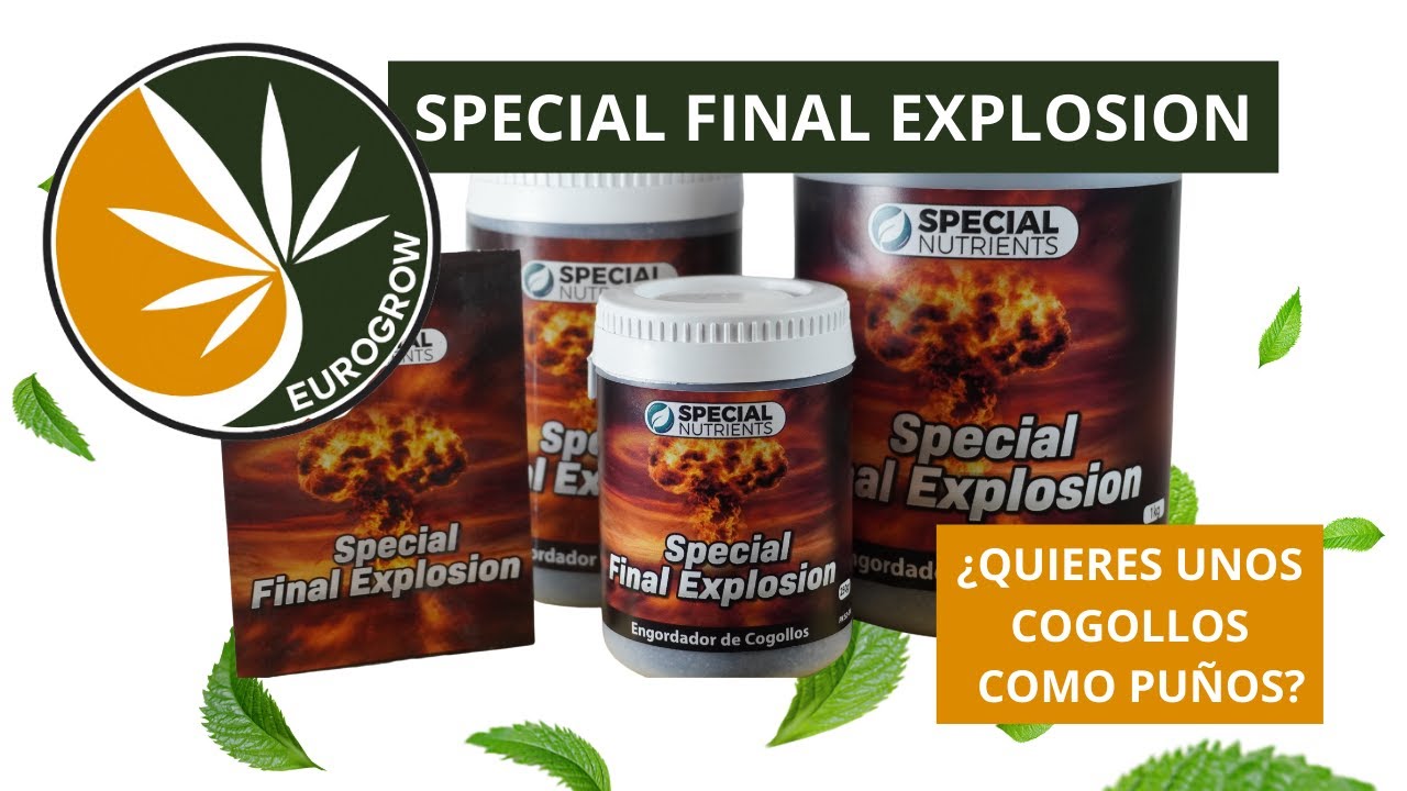 SPECIAL FINAL EXPLOSION ¿Cómo aumentar la producción de mi floración? COGOLLOS DE MARIHUANA GIGANTES