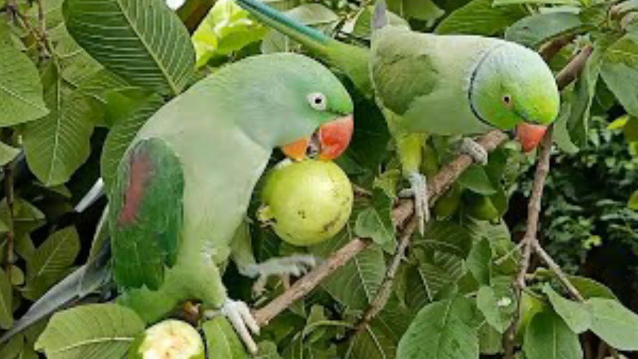 Indian Ringneck Green Parrot Eating Breakfast in Morning and Talking